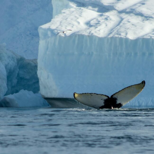 Iceland Escape - Disko Bay, Groenland