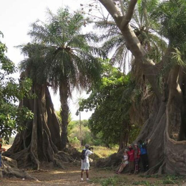 Magic Sénégal